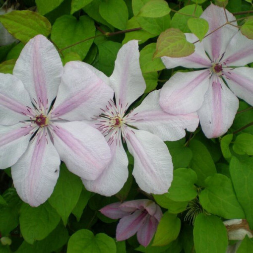 Clematis Johannes Paul II (großblumig) P9/C1