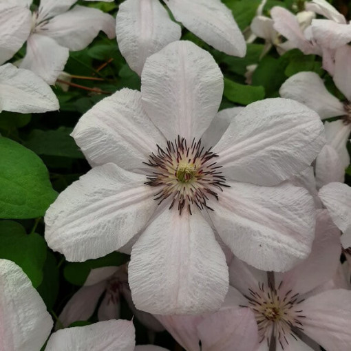 Clematis Johannes Paul II (großblumig) P9/C1