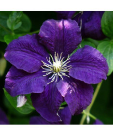 Clematis Jackmanii (großblumig) P9/C1