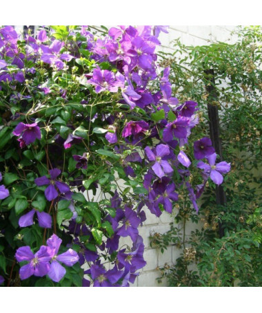 Clematis Jackmanii (großblumig) P9/C1