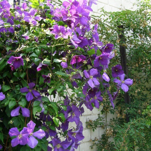 Clematis Jackmanii (großblumig) P9/C1
