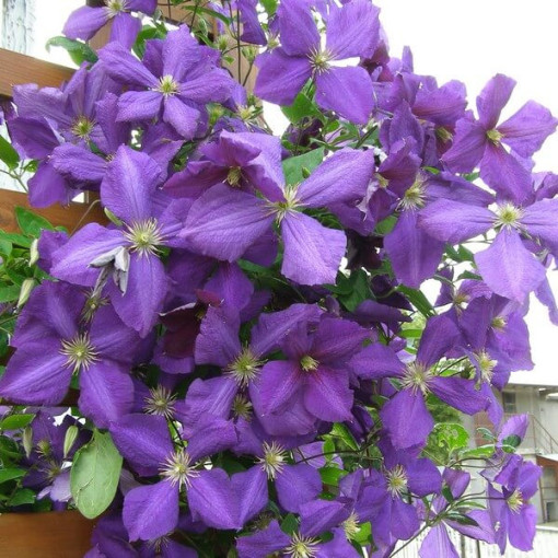 Clematis Jackmanii (großblumig) P9/C1