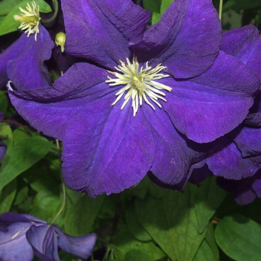 Clematis Jackmanii (großblumig) P9/C1