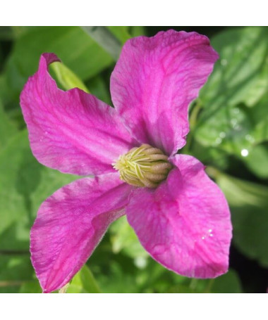 Clematis 'Inspiration Zoin®' (staudig) P9/C1