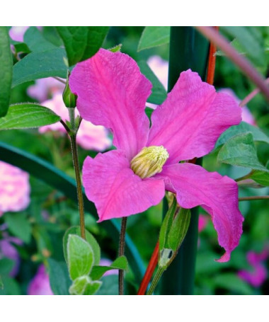 Clematis 'Inspiration Zoin®' (staudig) P9/C1