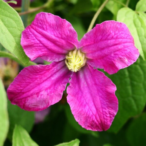 Clematis 'Inspiration Zoin®' (staudig) P9/C1