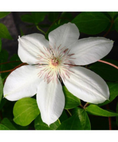 Clematis Henryi (großblumig) P9/C1