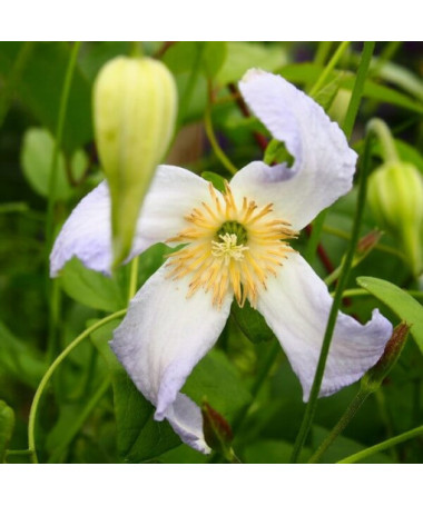 Clematis Hanna (viticella) P9/C1