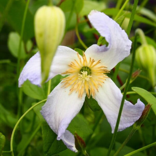 Clematis Hanna (viticella) P9/C1