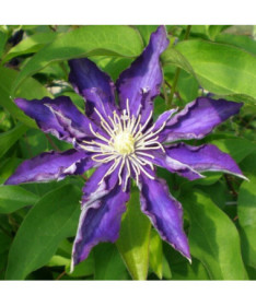 Clematis Hakuookan (großblumig) P9/C1
