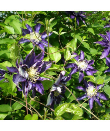 Clematis Hakuookan (großblumig) P9/C1