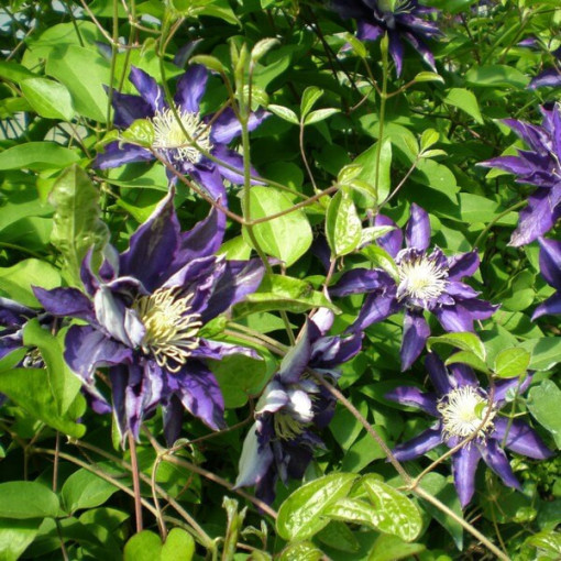 Clematis Hakuookan (großblumig) P9/C1