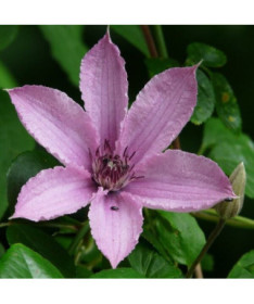 Clematis Hagley Hybrid (großblumig) P9/C1