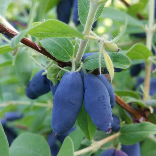 Kamtschatka-Blaubeere 'Leningradskij Velikan' P9/C1