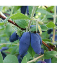 Kamtschatka-Blaubeere 'Leningradskij Velikan' P9/C1