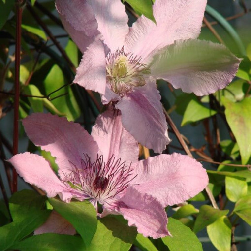 Clematis Hagley Hybrid (großblumig) P9/C1