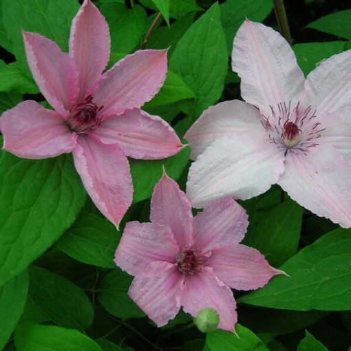 Clematis Hagley Hybrid (großblumig) P9/C1