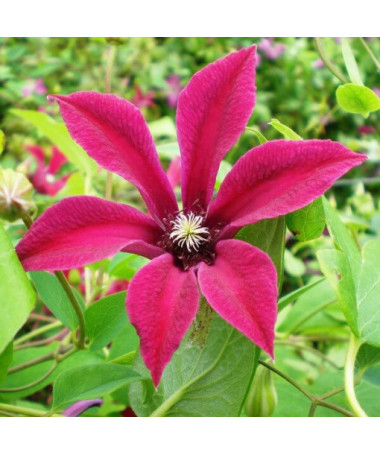 Clematis Gravetye Beauty (botanisch) P9/C1