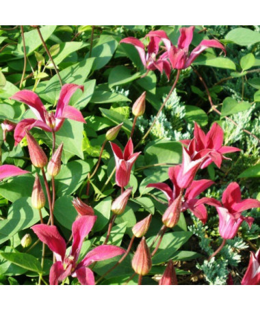 Clematis Gravetye Beauty (botanisch) P9/C1