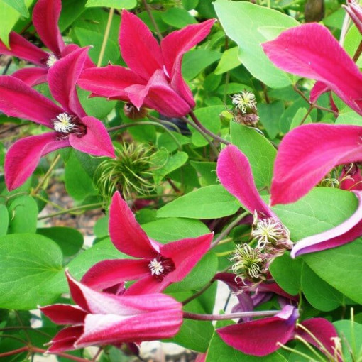 Clematis Gravetye Beauty (botanisch) P9/C1