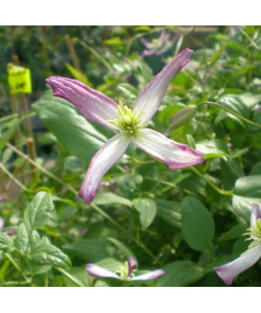 Clematis botanisch Rubromarginata 4L Topf