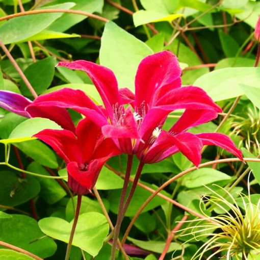 Clematis Gravetye Beauty (botanisch) P9/C1