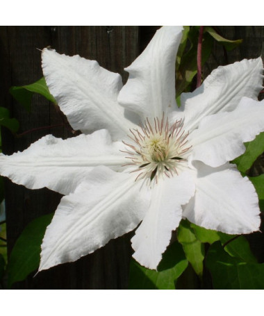 Clematis Gladys Picard P9/C1