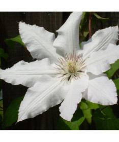 Clematis Gladys Picard P9/C1