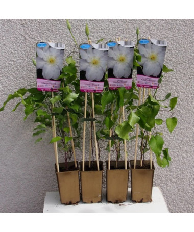 Clematis Gladys Picard P9/C1