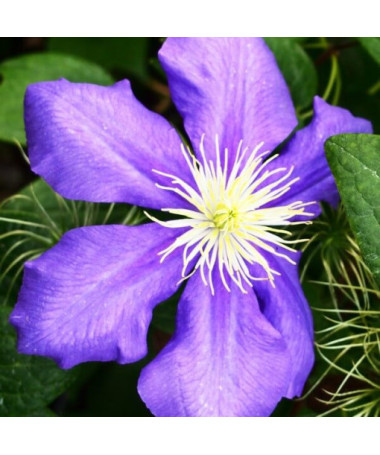 Clematis General Sikorski (großblumig) P9/C1