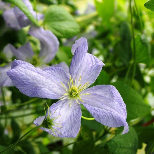 Clematis Emilia Plater (viticella) P9/C1