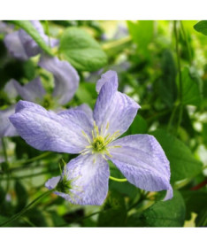 Clematis Emilia Plater (viticella) P9/C1