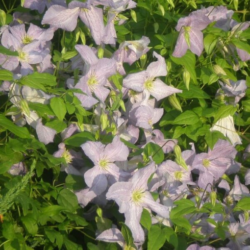 Clematis Emilia Plater (viticella) P9/C1