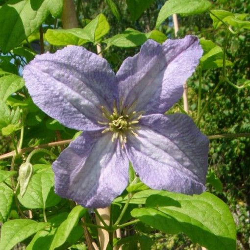 Clematis Emilia Plater (viticella) P9/C1