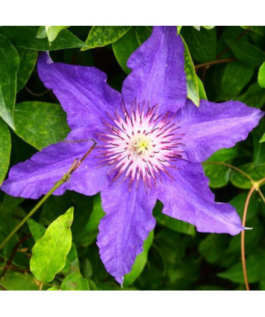 Clematis Kinder von Warschau (großblumig) P9/C1