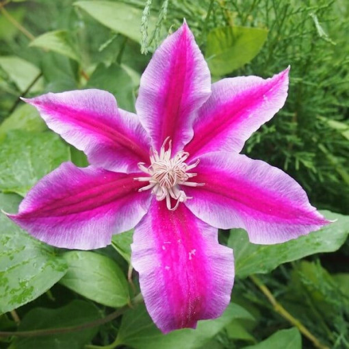 Clematis Dr. Ruppel (großblumig) P9/C1