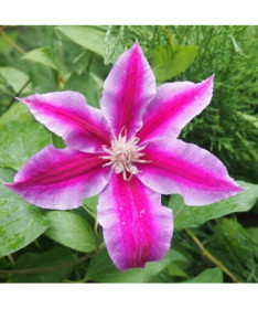 Clematis Dr. Ruppel (großblumig) P9/C1