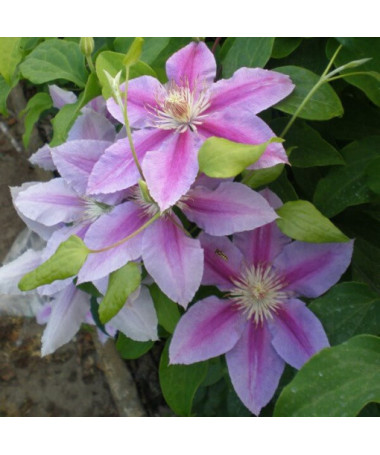 Clematis Dr. Ruppel (großblumig) P9/C1