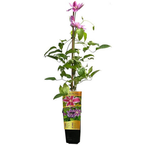 Clematis Dr. Ruppel (großblumig) P9/C1