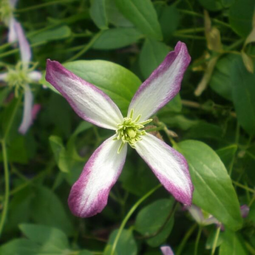 Clematis botanisch Rubromarginata 4L Topf