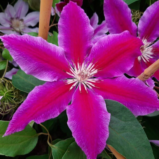 Clematis Dr. Ruppel (großblumig) P9/C1
