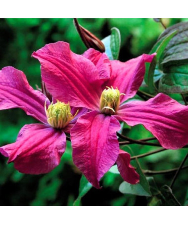 Clematis Rote Staudenform P9/C1