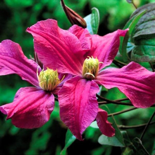 Clematis Rote Staudenform P9/C1