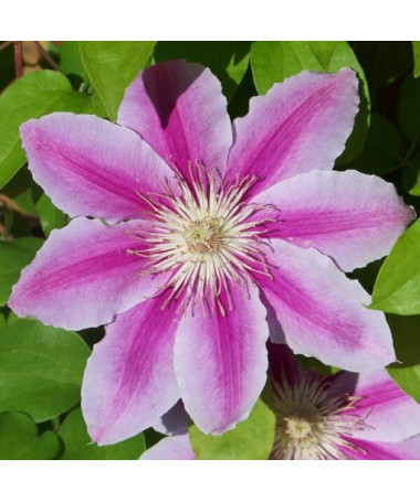 Clematis Carnaby (großblumig) P9/C1