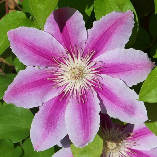 Clematis Carnaby (großblumig) P9/C1