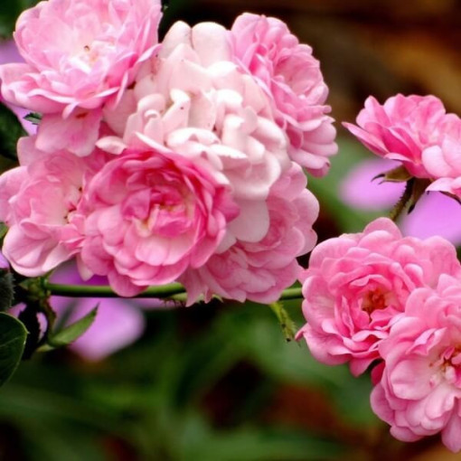 Kletterrose 'Pink Cloud' 4L Topf