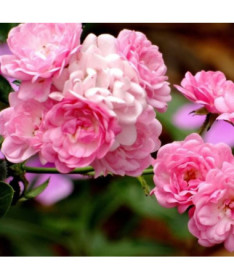 Kletterrose 'Pink Cloud' 4L Topf