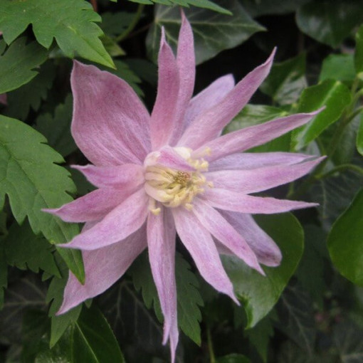 Clematis (botanisch) Markham's Pink P9/C1