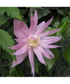 Clematis (botanisch) Markham's Pink P9/C1