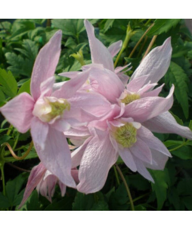 Clematis (botanisch) Markham's Pink P9/C1